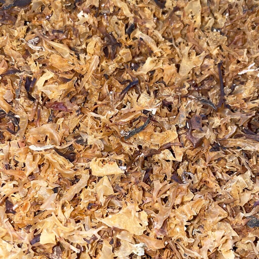 Dried Irish Moss