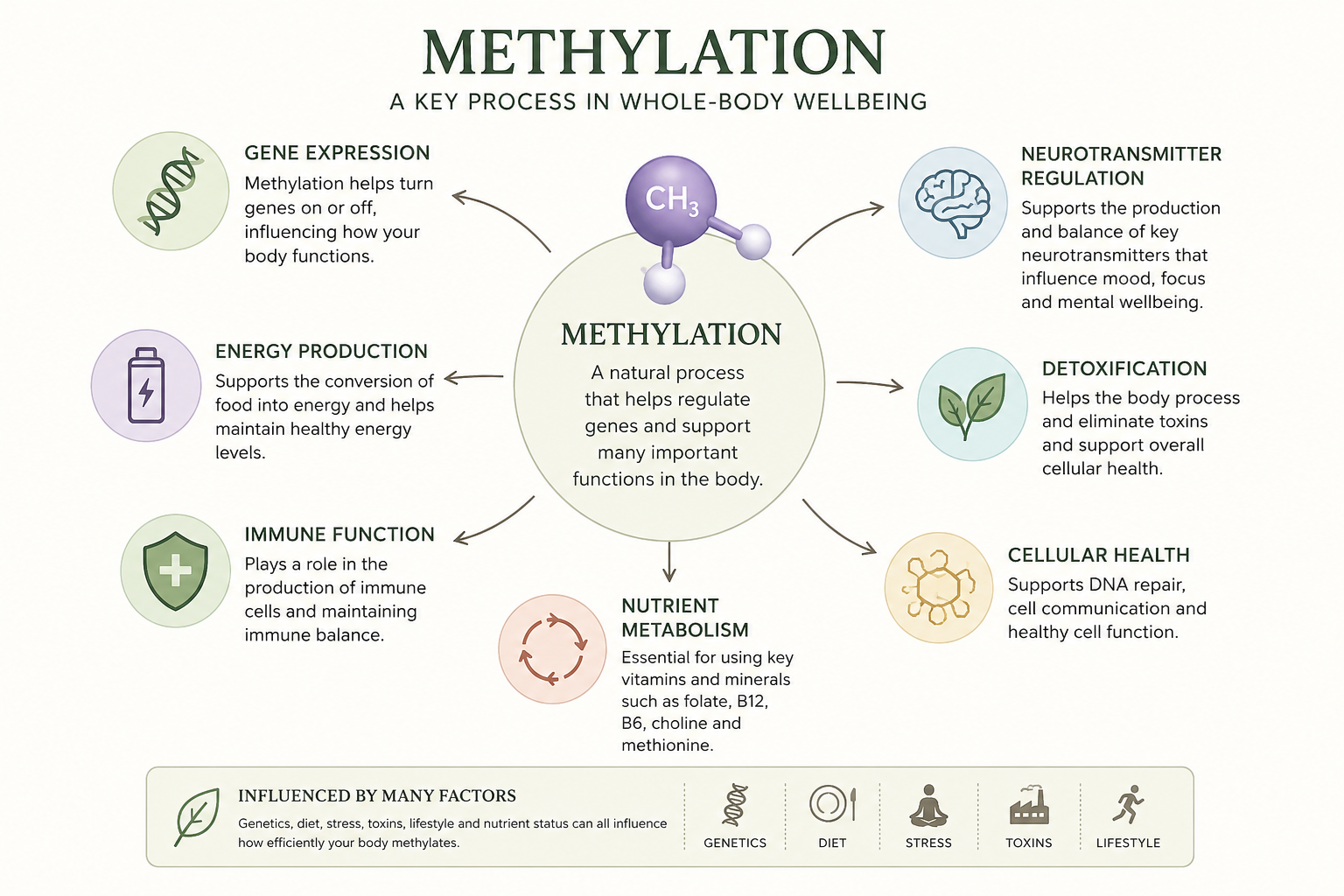 Methylation Testing Diagram Nutrient Metabolism Detoxification Neurotransmitter Function