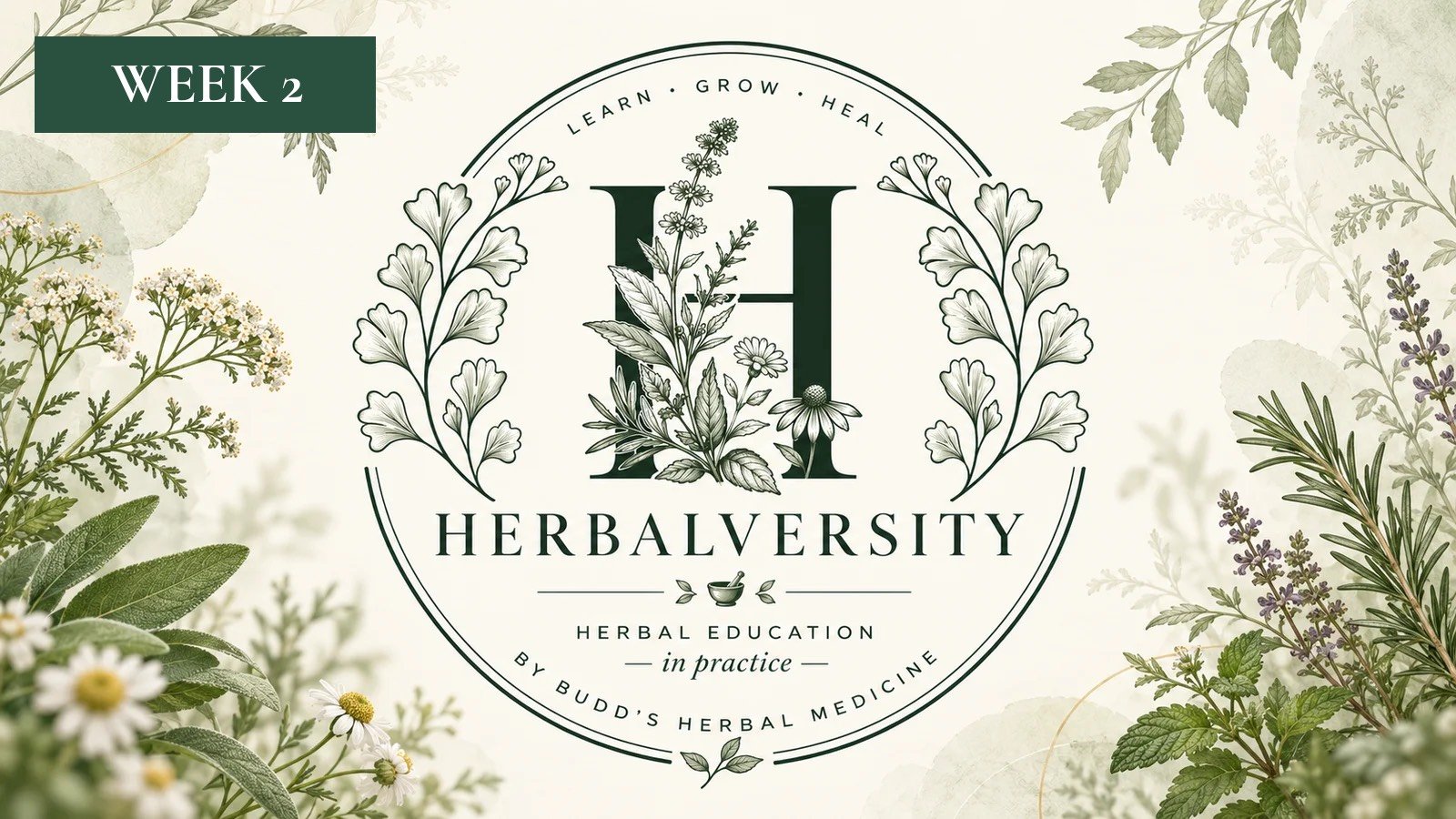 Herbalversity | Make Your Own Herbal First Aid Kit (Week 2 Only)